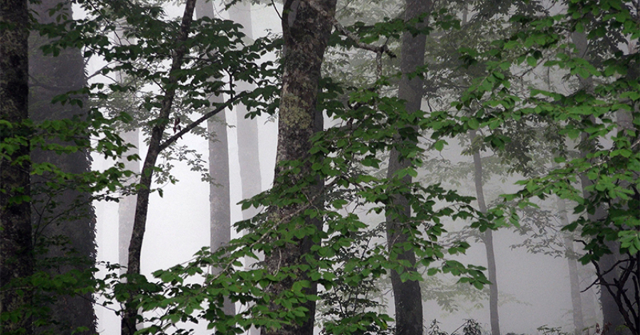 Occupation of Racha Forests [Journalistic Investigation]