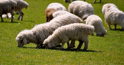 ცხვარი და ცხვრის ხორცი გაძვირდა